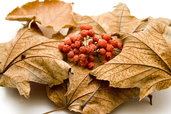 Droge bessen in de herfst bladeren — Stockfoto