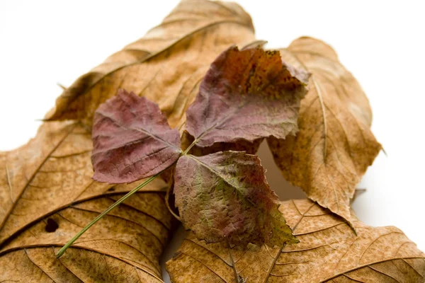 Nice autumn leaves — Stock Photo, Image