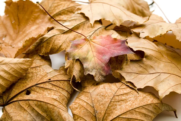 Szép őszi levelek — Stock Fotó