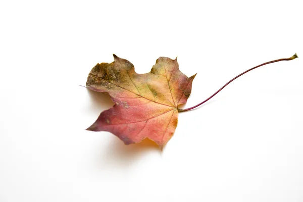Trevlig höst löv — Stockfoto