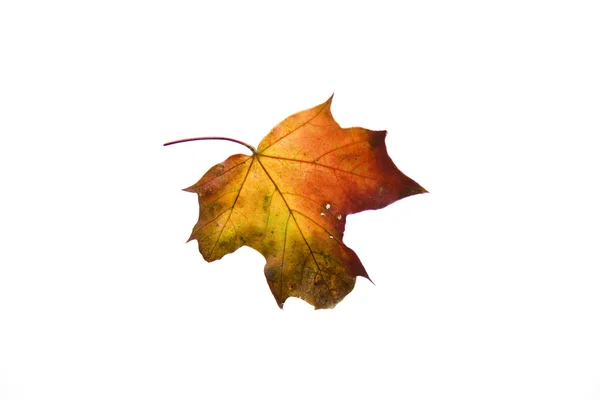 Trevlig höst löv — Stockfoto