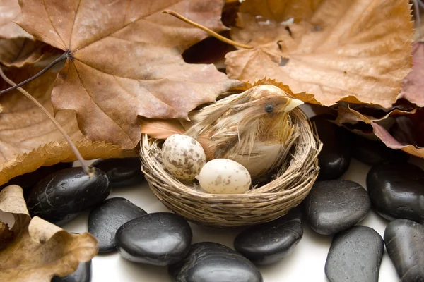 Ptačí hnízdo s vejci — Stock fotografie