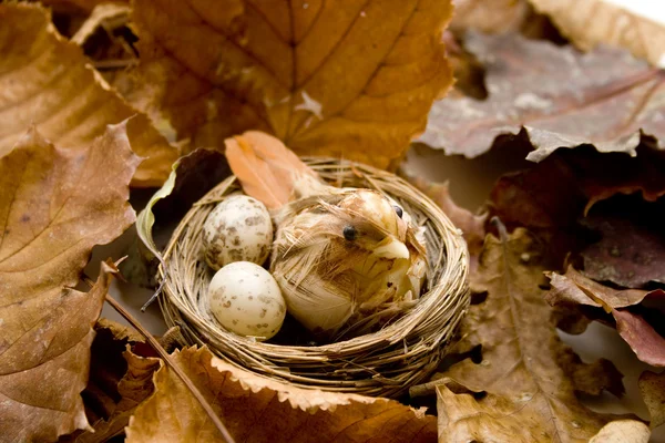 Ninho de pássaros com ovos — Fotografia de Stock