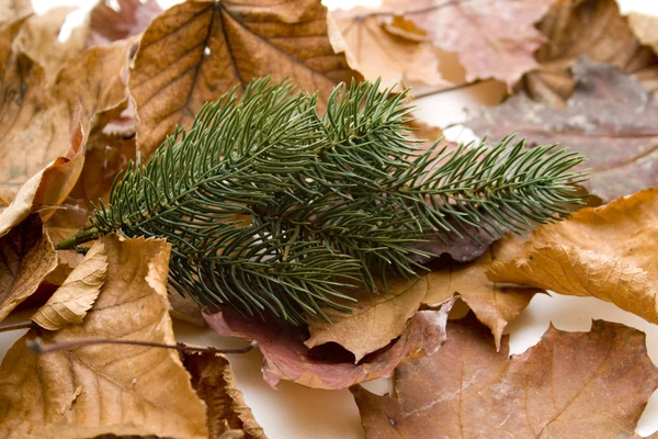 Podzimní listí s pobočkou jedle — Stock fotografie