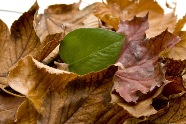 Podzimní listí s rostlina list — Stock fotografie