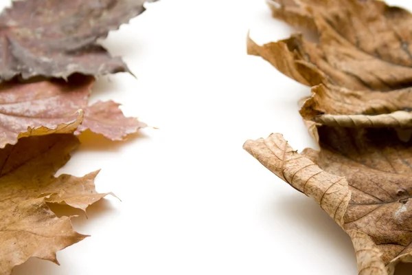 Foglie di autunno marrone — Foto Stock