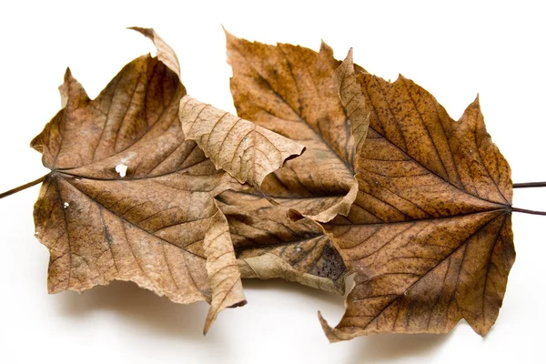 Foglie di autunno marrone — Foto Stock