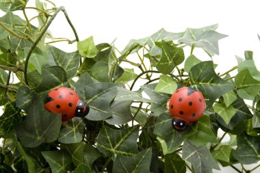 Beetle on green plant