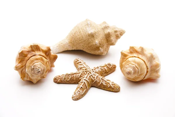 Mořské mušle s sea star — Stock fotografie