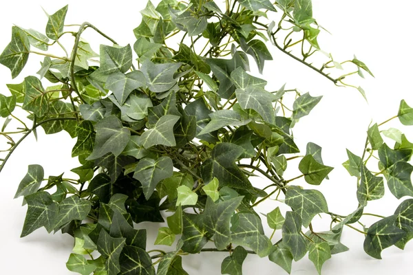 Mooi ivy plant — Stockfoto