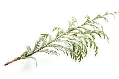 Yeşil Mazı Şubesi