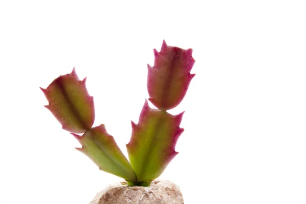 Plant leaf in stone vase — Stock Photo, Image