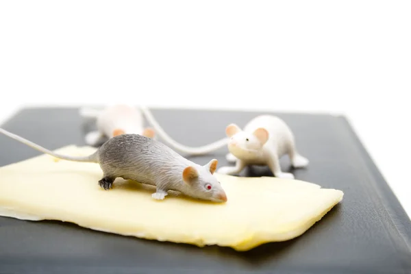Ile fareler peynir — Stok fotoğraf