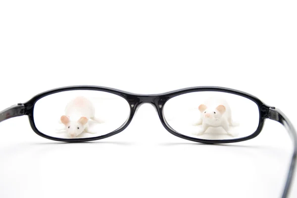 Okuma gözlüğü ile beyaz fareler — Stok fotoğraf