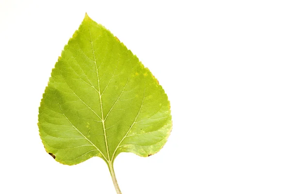 Hoja de planta verde fresca — Foto de Stock