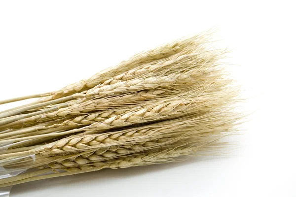 Hojas de trigo seco — Foto de Stock