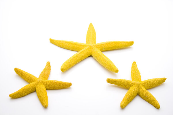 Yellow sea stars