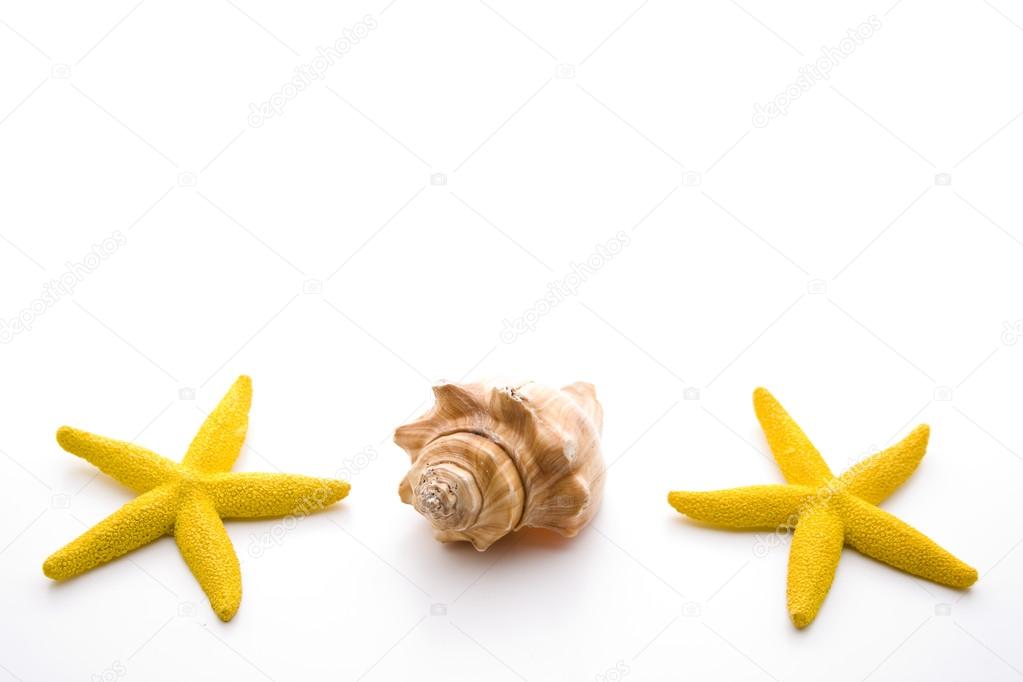Yellow sea stars with beach mussel