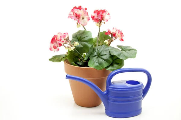 Geranium plant with watering can — Stock Photo, Image