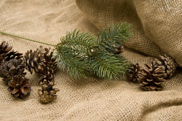 Tappi di pino con ramo di abete — Foto Stock