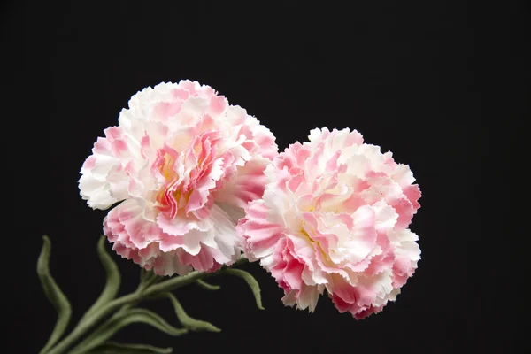 Carnation with leaves — Stock Photo, Image