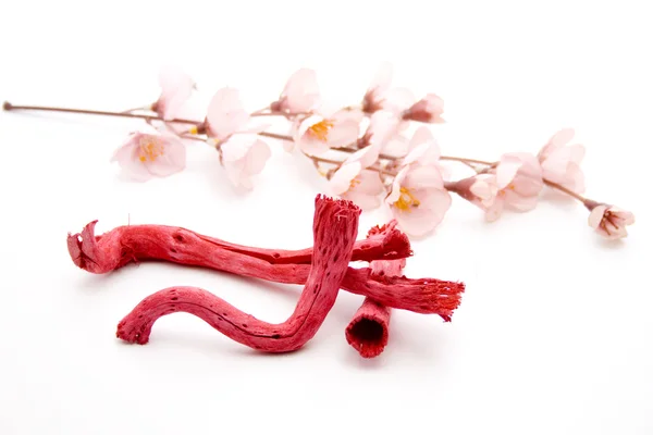 Wooden branch with flowering branch — Stock Photo, Image