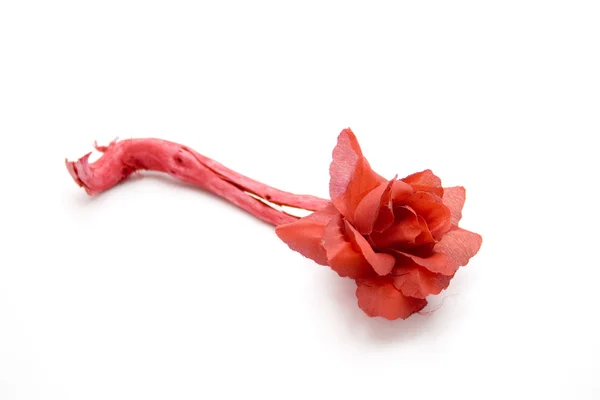 Rózsa virága — Stock Fotó