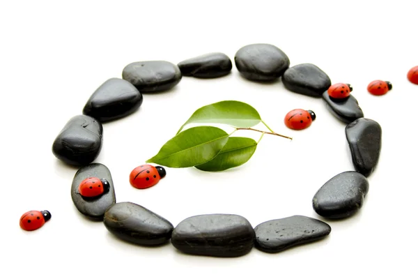 Stones with plant leaf — Stock Photo, Image