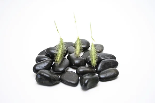 Buğday kulak siyah taşlarla — Stok fotoğraf