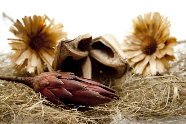 Солом'яна квітка з горіховою раковиною — стокове фото