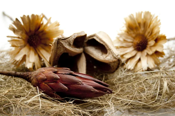 Flores de paja con cáscara de nuez —  Fotos de Stock