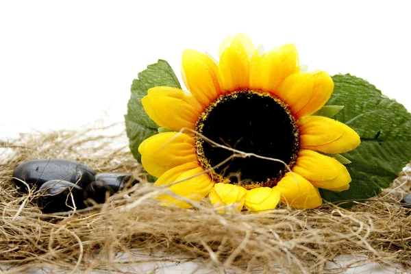 Sunflower with stones — Stock Photo, Image