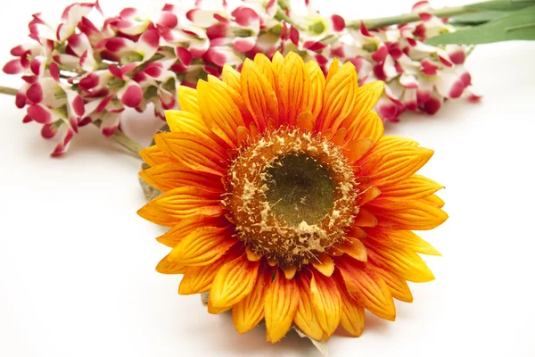 Fresh sunflower — Stock Photo, Image