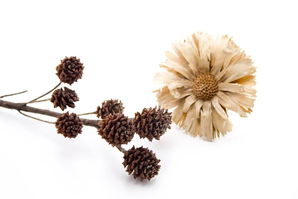 Соломенный цветок с сухой ветвью — стоковое фото