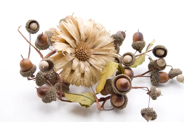 Słoma kwiat z żołędzi — Zdjęcie stockowe
