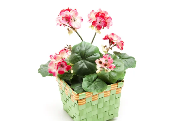 Geranium in the basket — Stock Photo, Image