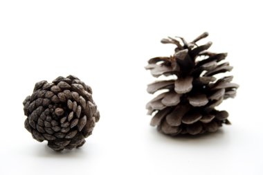 çam ağacı çam prizler