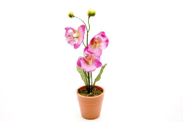 Orchidee — Stockfoto