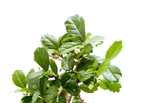 Kleiner Bonsai-Baum — Stockfoto