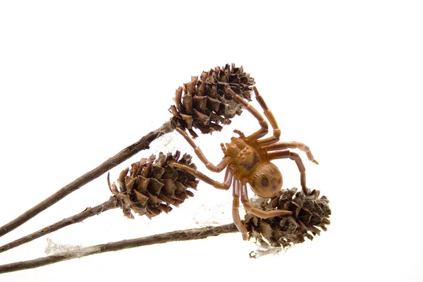 Aranha com ramo seco — Fotografia de Stock