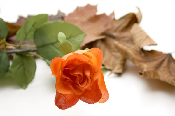 Róża z liści jesienią — Zdjęcie stockowe