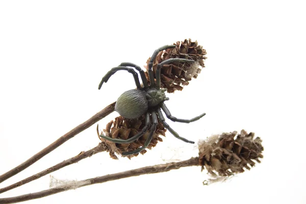 Aranha com ramo seco — Fotografia de Stock