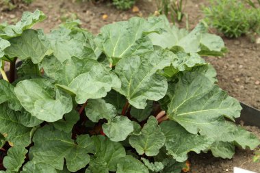 Rhubarb in the garden clipart