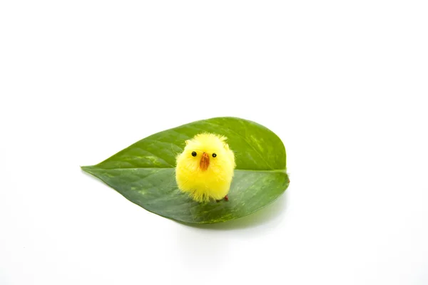 Fledglings with plant leaf — Stock Photo, Image