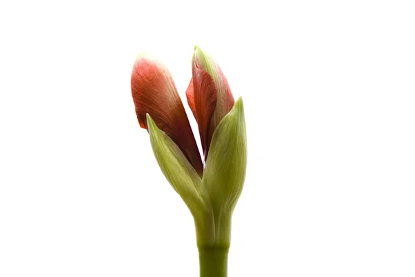 Flor de amarilis — Foto de Stock