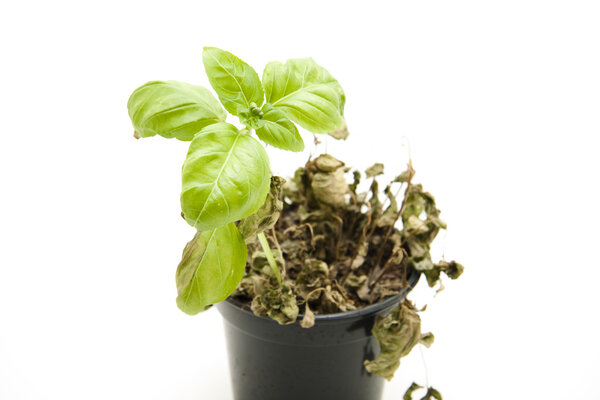 Wilted basil