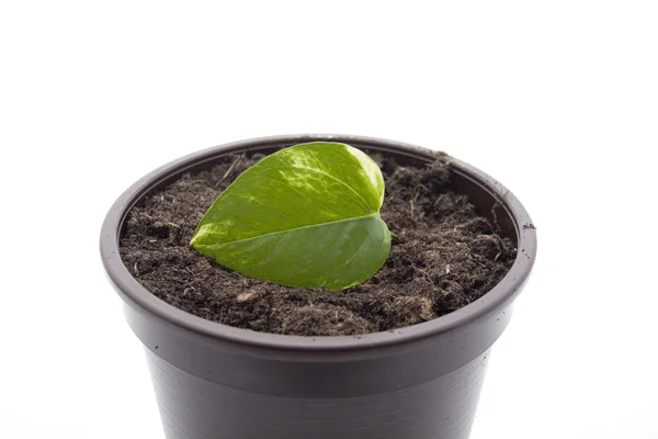 Plant leaf in the flowerpot — Stock Photo, Image