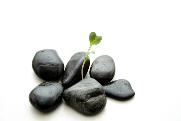 Leaf with black stones — Stock Photo, Image