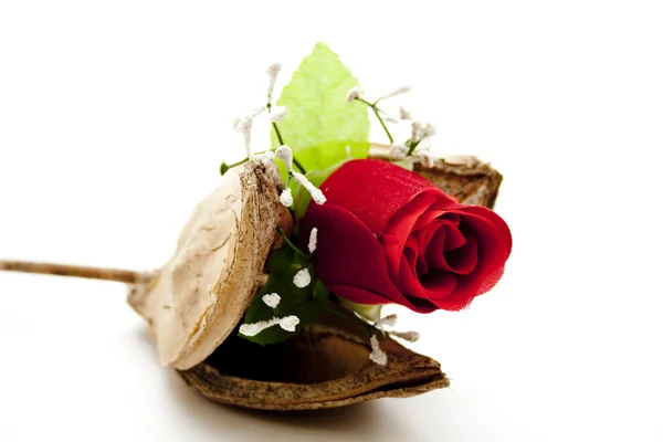 Red rose with dry branch — Stock Photo, Image