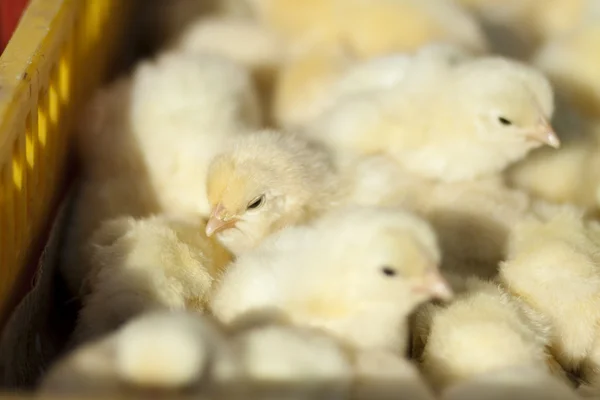 Young fledglings — Stock Photo, Image